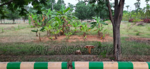 51-2017-52-2017-sai-meadows