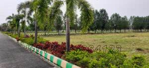 51-2017-52-2017-sai-meadows